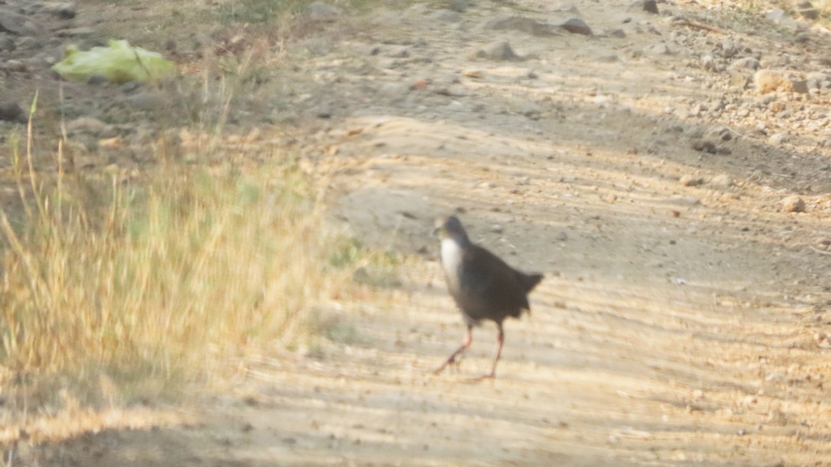 Brown Crake - ML646352799