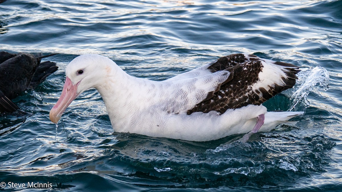 Albatros de las Antípodas (gibsoni) - ML646352800