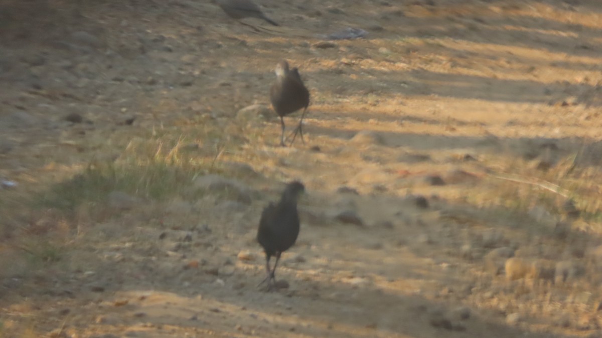 チャバネクイナ - ML646352801