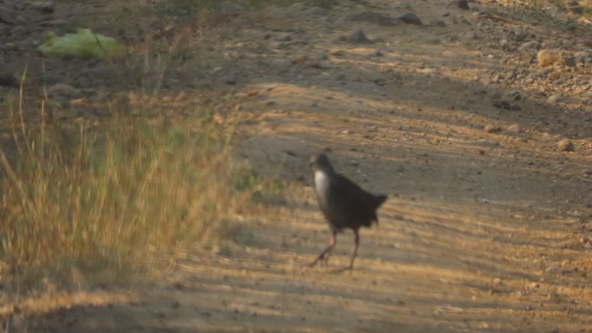 Polluela Akul - ML646352802