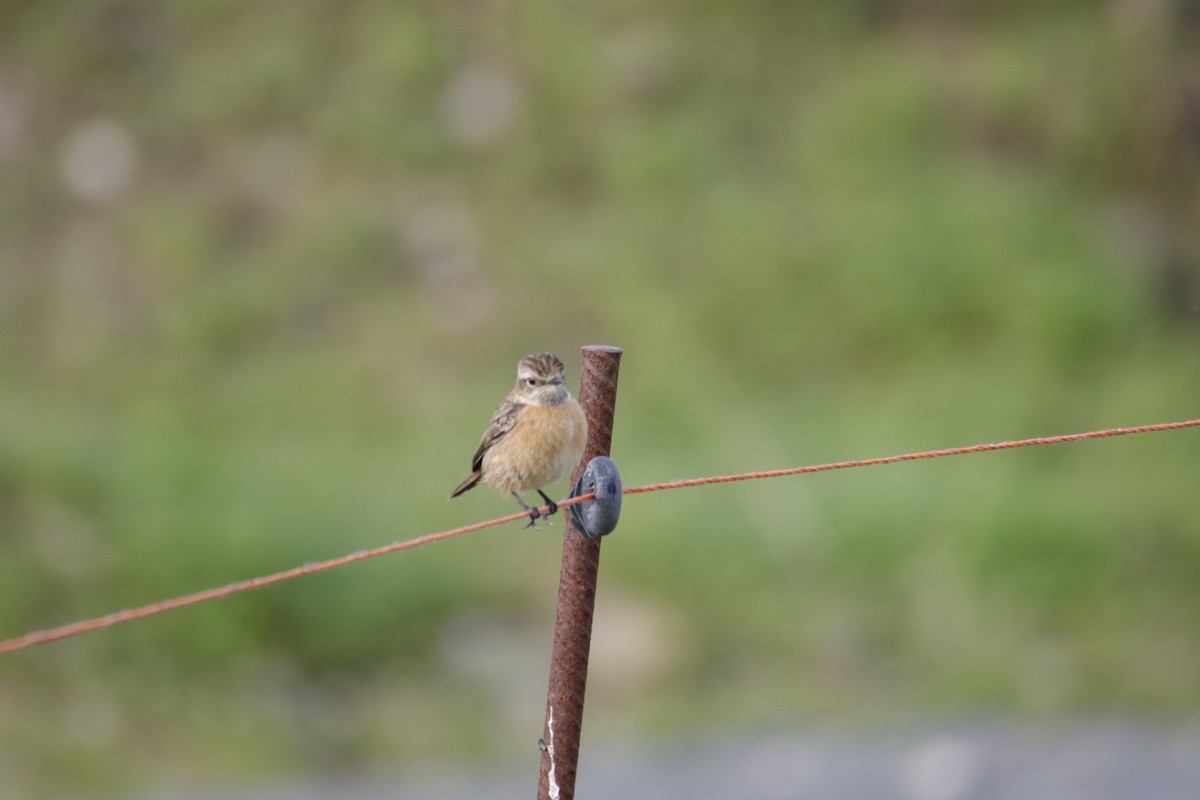 Tarabilla Europea - ML646352803