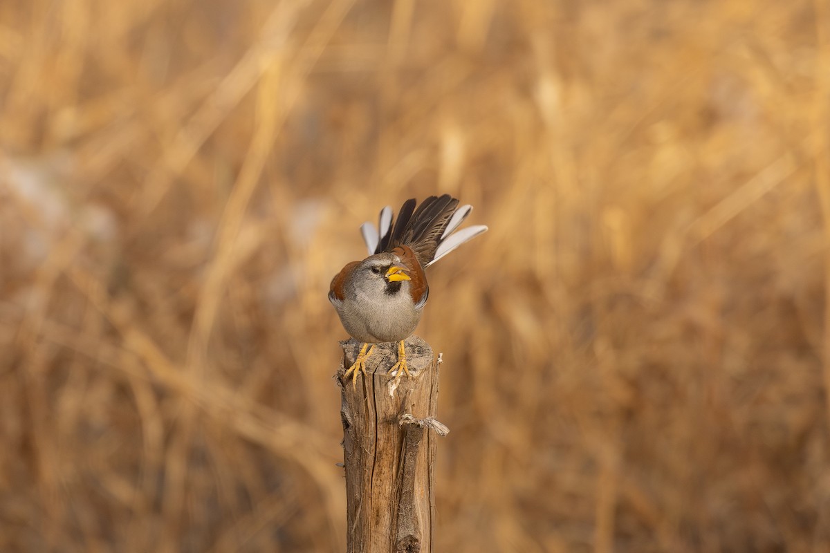 Great Inca-Finch - ML646352806
