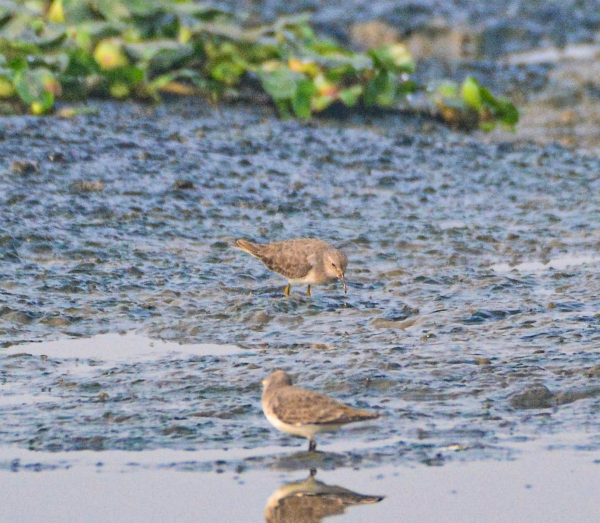 Temminck's Stint - ML646352808