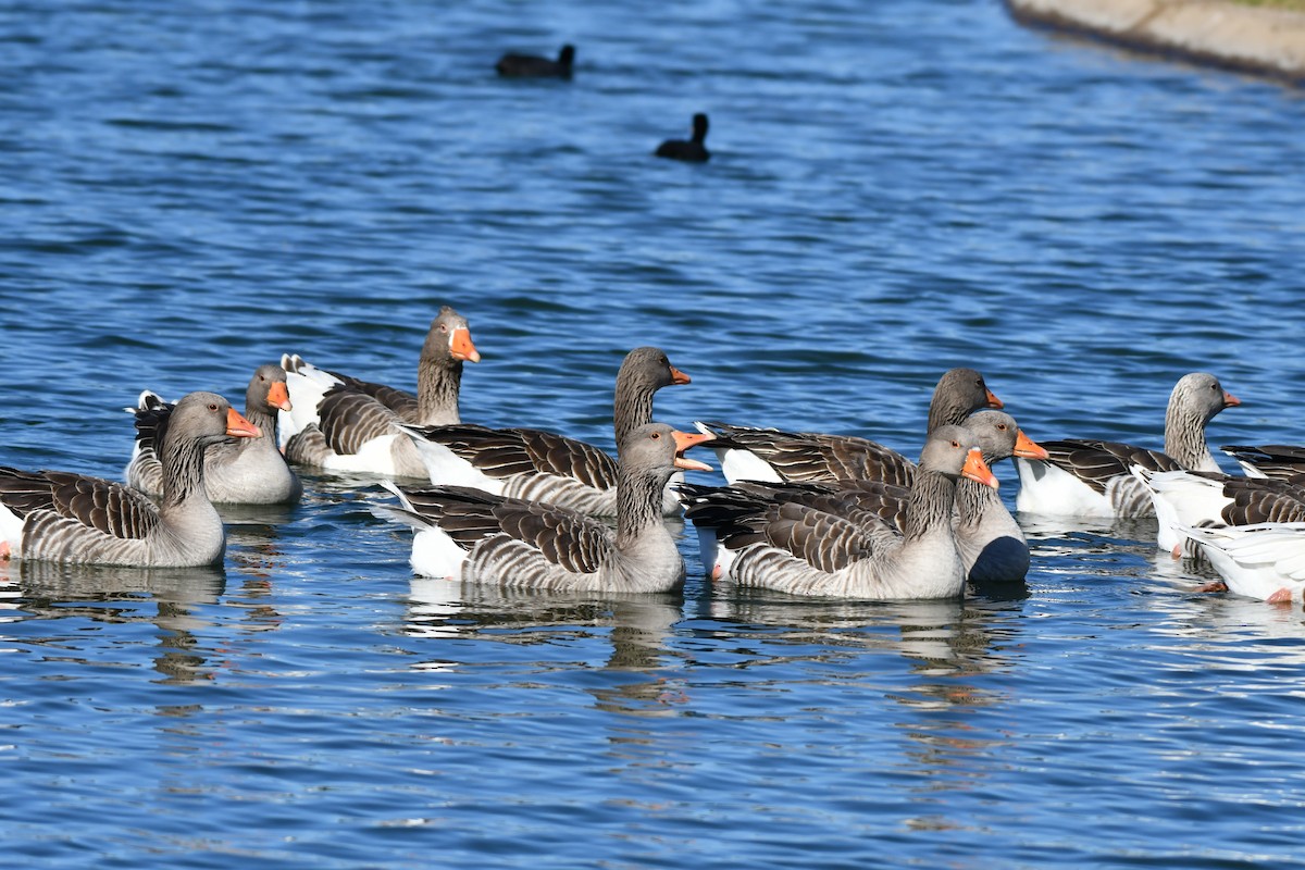 Graylag Goose - ML646352810
