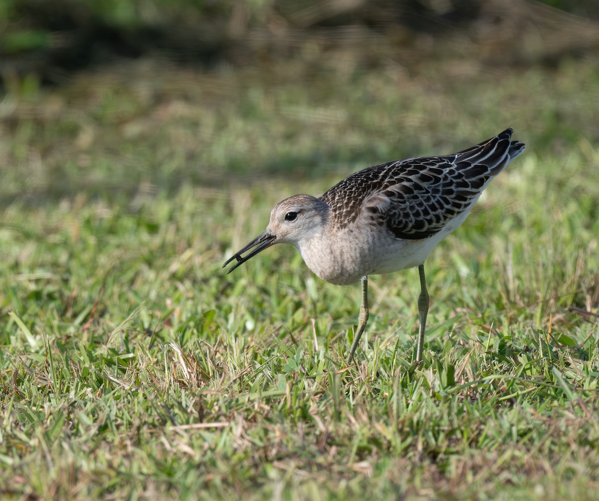 エリマキシギ - ML646352812