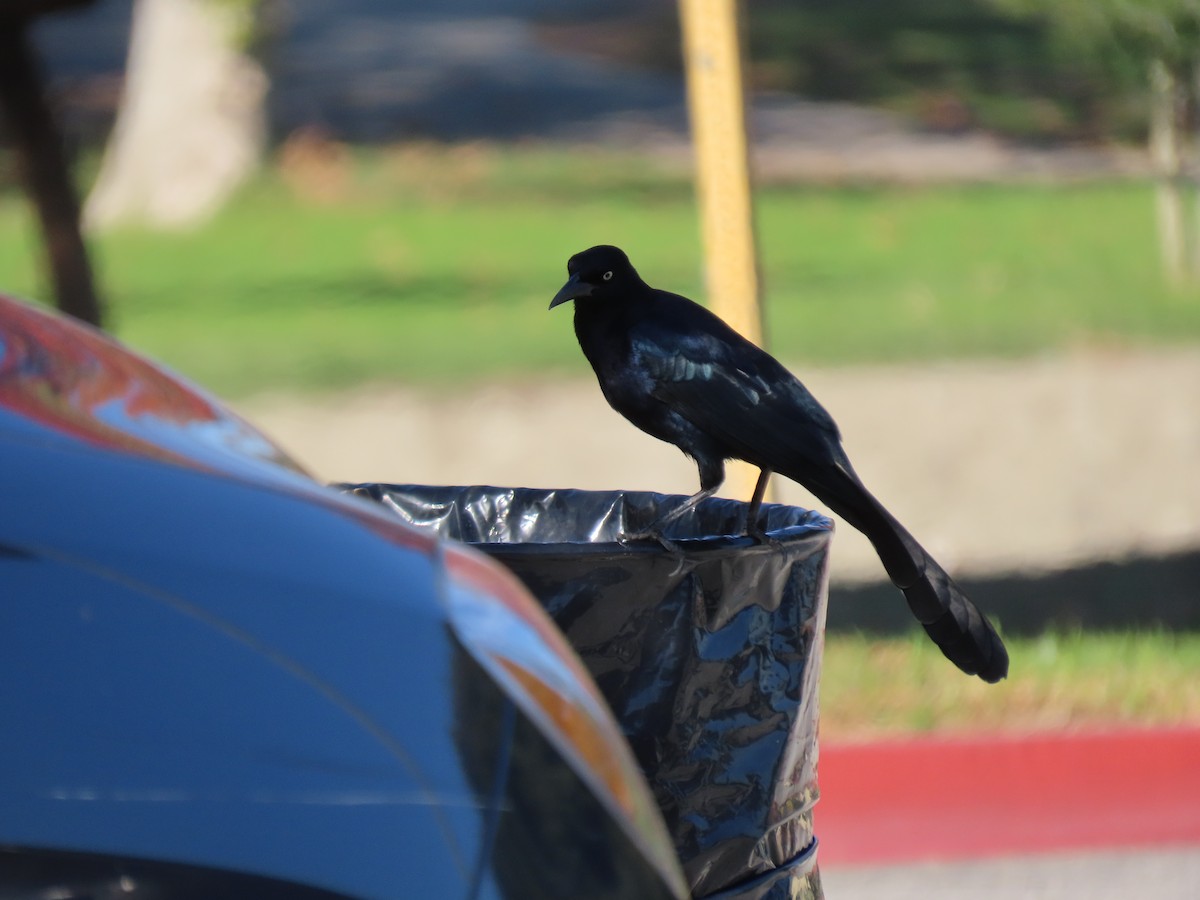 Great-tailed Grackle - ML646352815