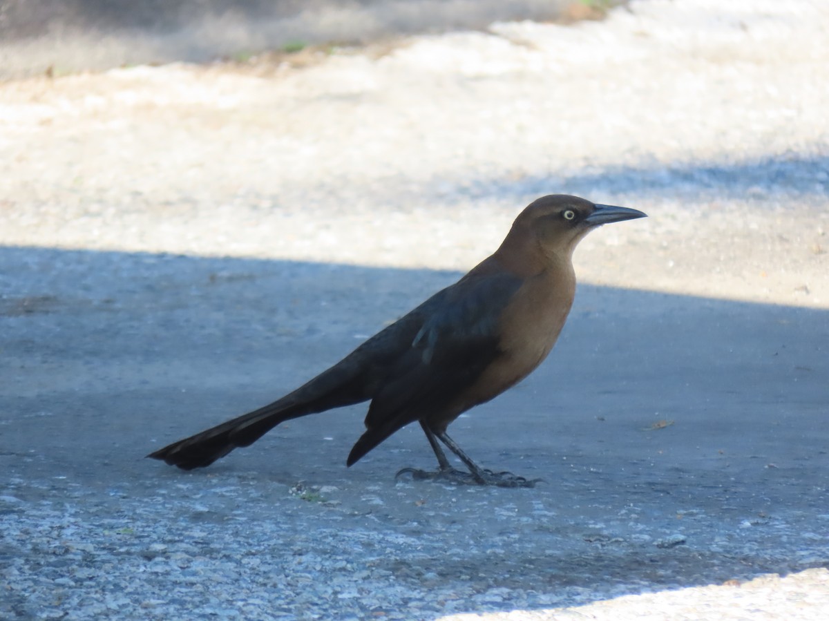 Great-tailed Grackle - ML646352816