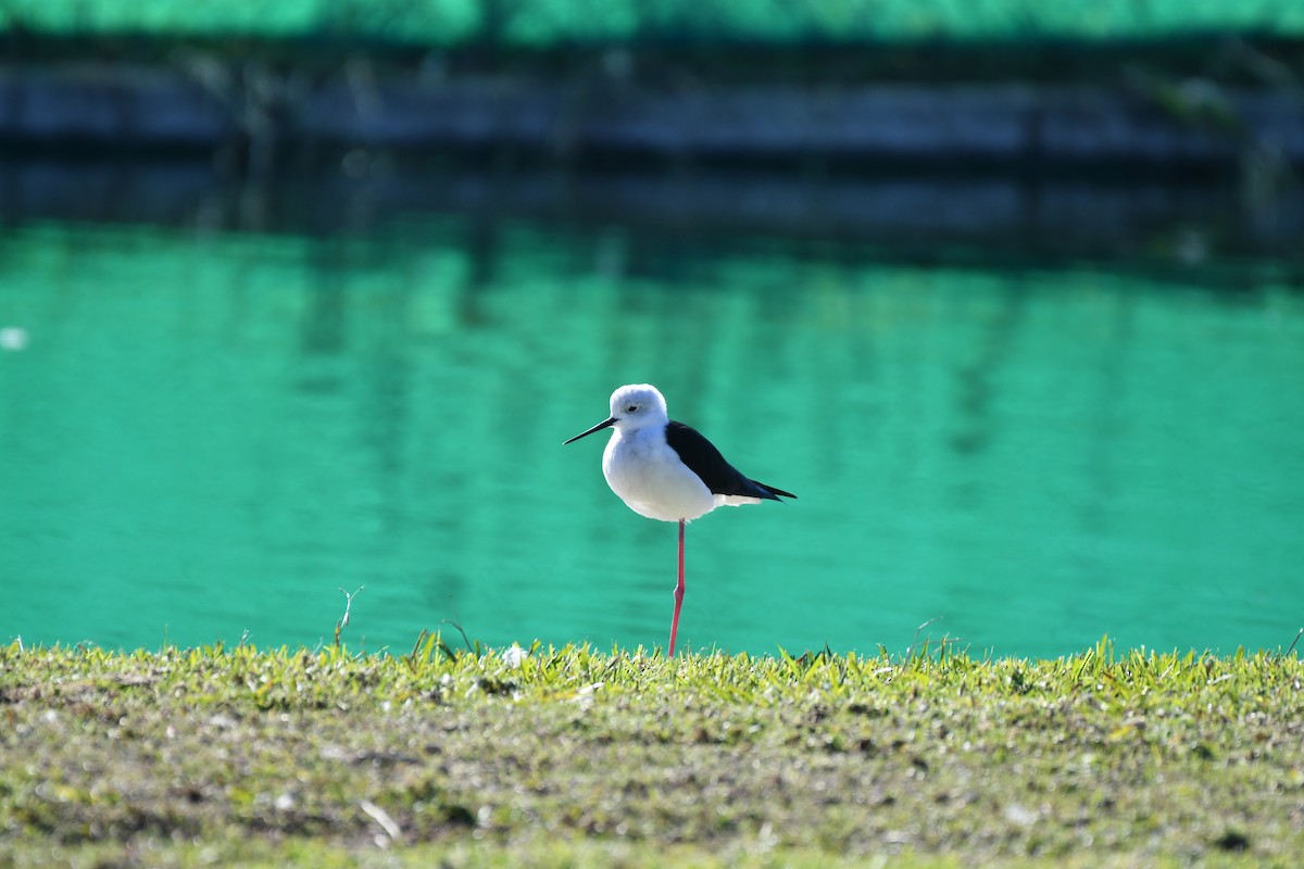 Zankaluze eurasiarra - ML646352819