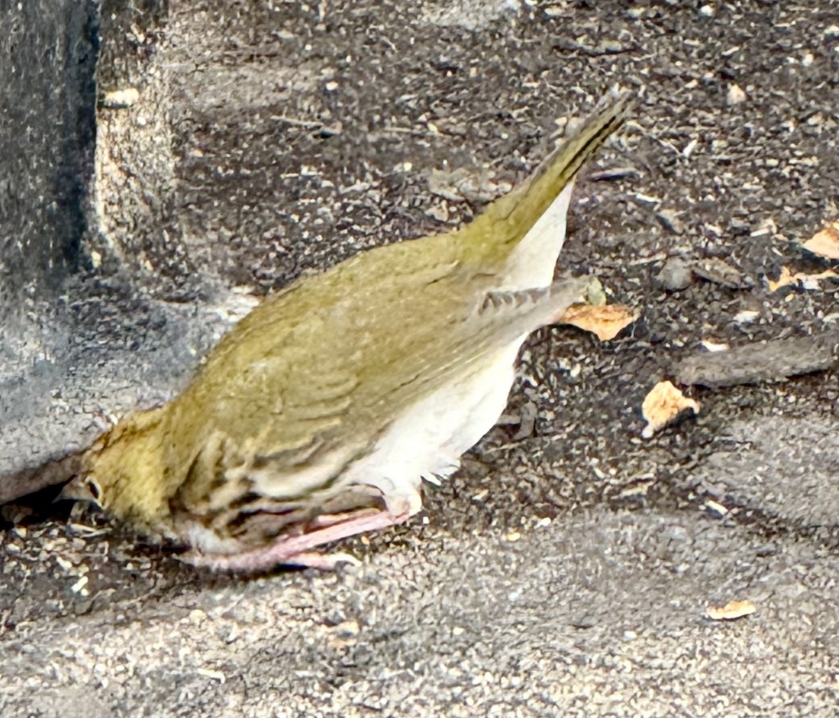 Ovenbird - ML646352820