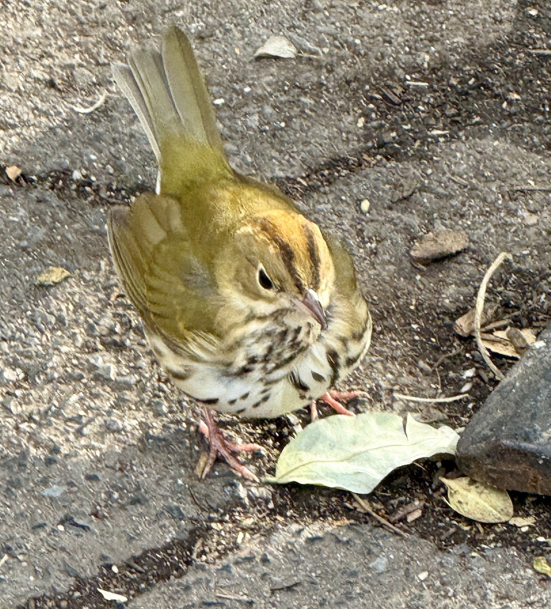 Ovenbird - ML646352821