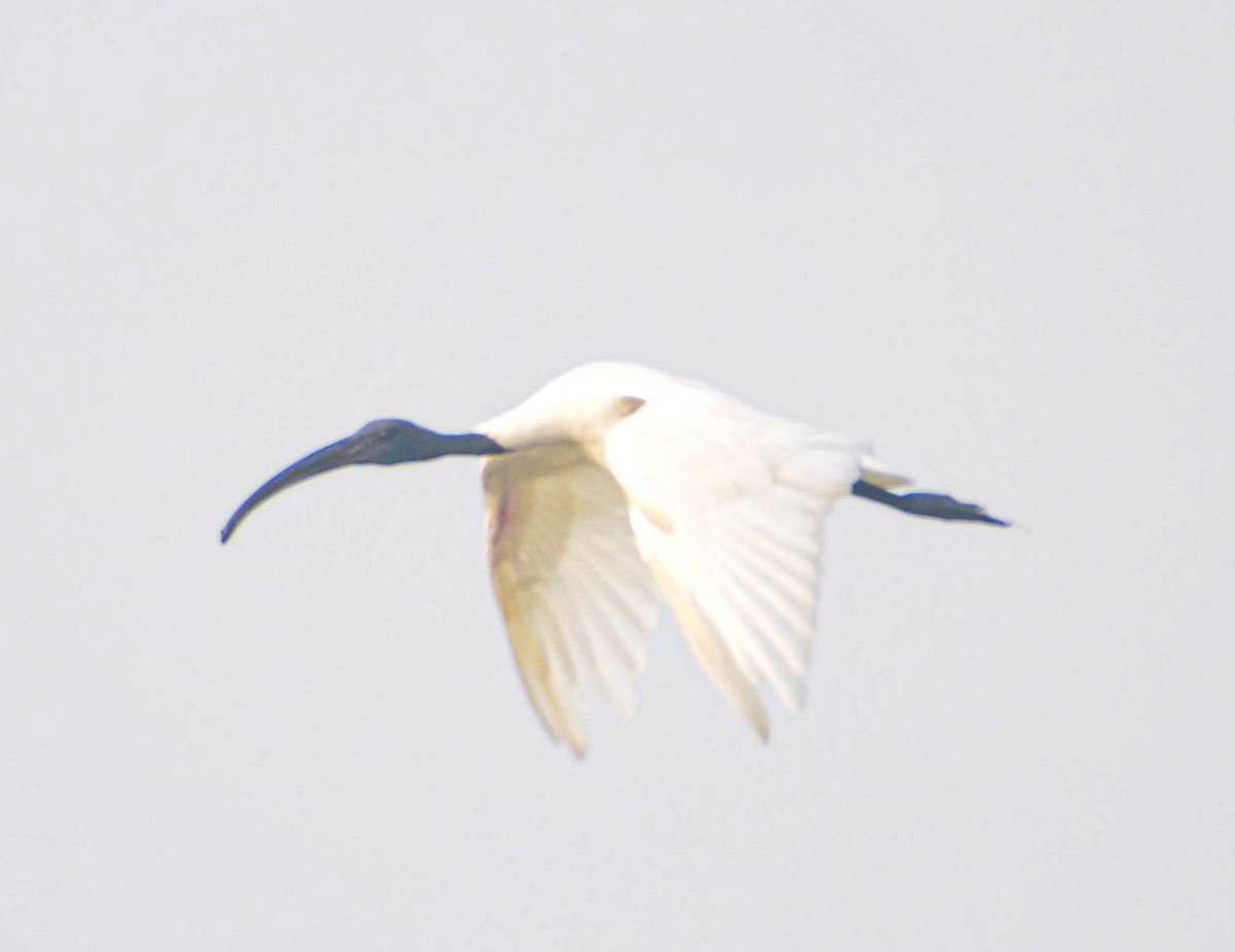 Black-headed Ibis - ML646352828