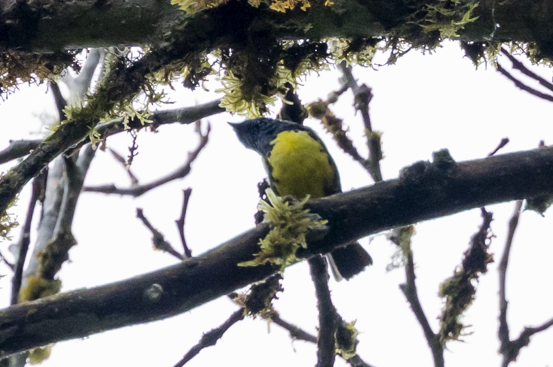 Calliste diable-enrhumé - ML646352829