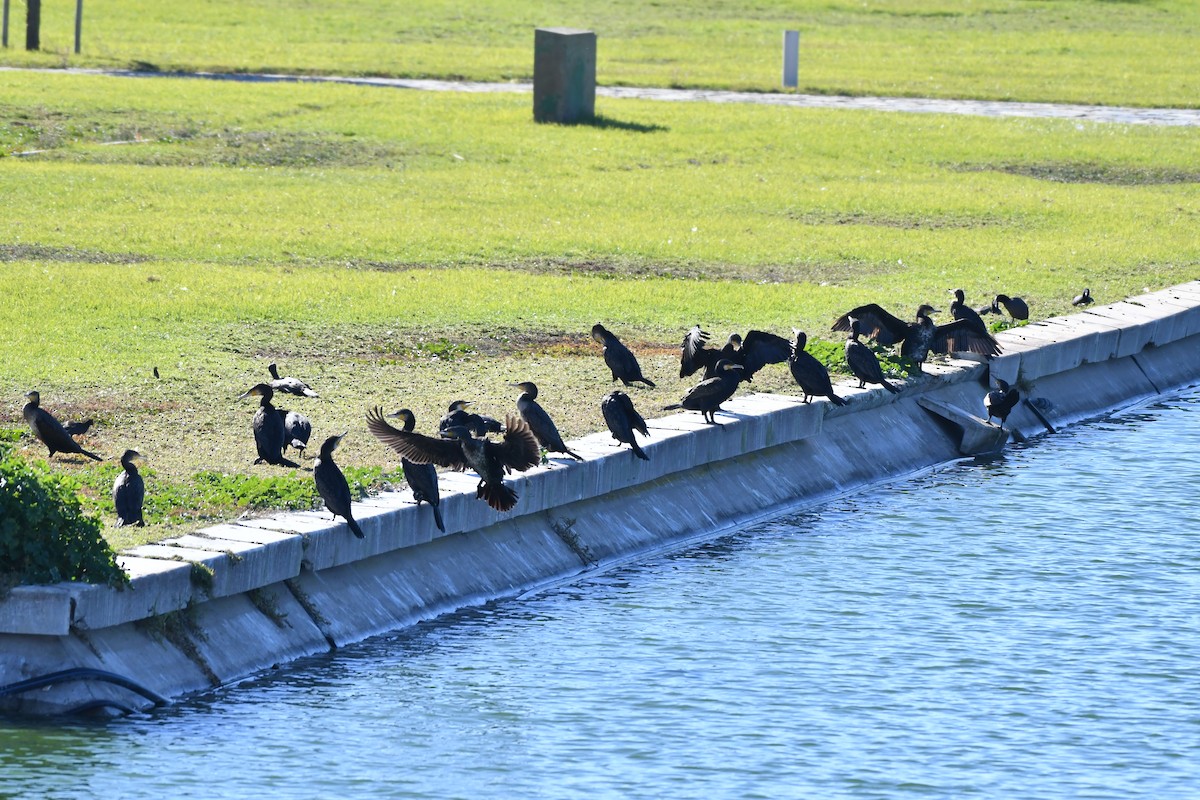 Great Cormorant - ML646352830