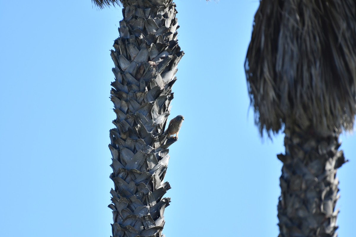 Eurasian Kestrel - ML646352834