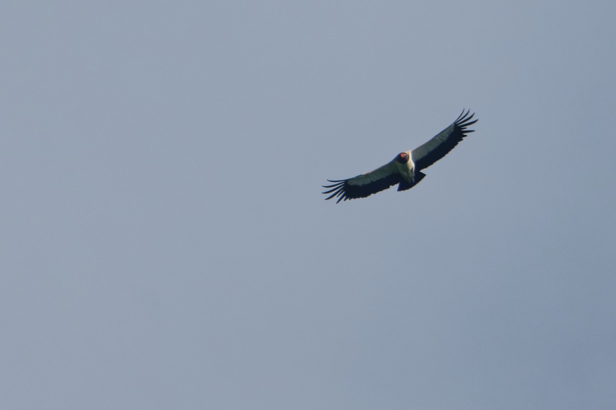 King Vulture - ML646352835