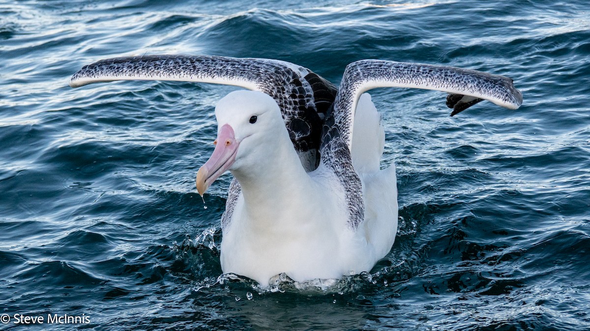 Antipodean Albatross (Gibson's) - ML646352840