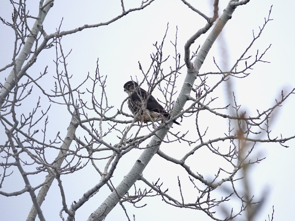 dřemlík tundrový - ML646352842