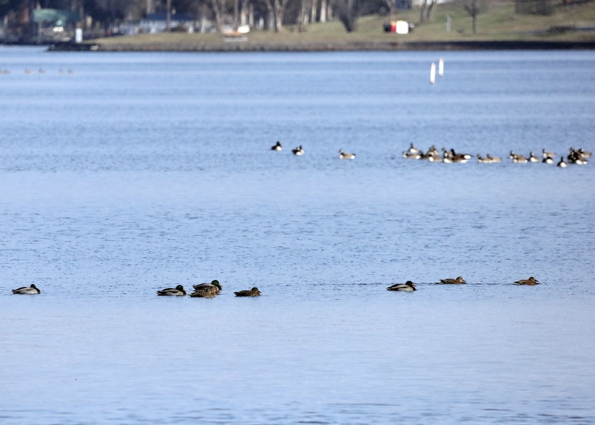 Крижень звичайний - ML646352843