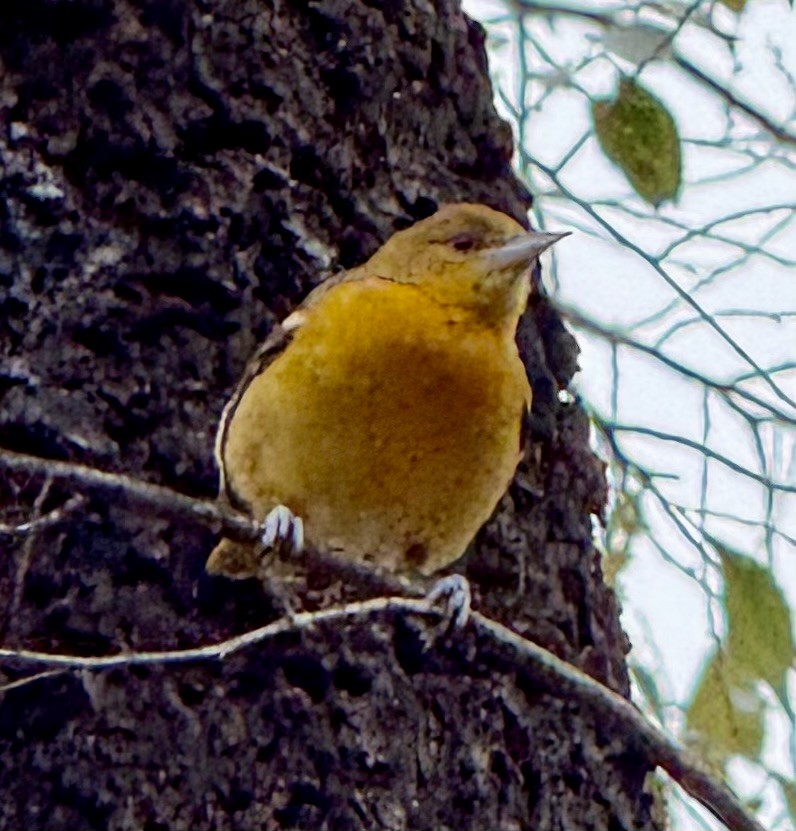 Baltimore Oriole - ML646352844