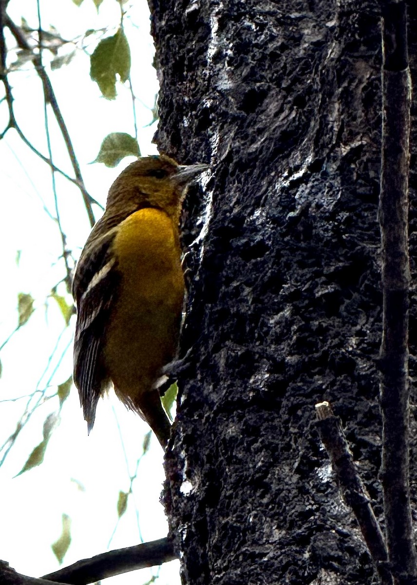 Baltimore Oriole - ML646352845