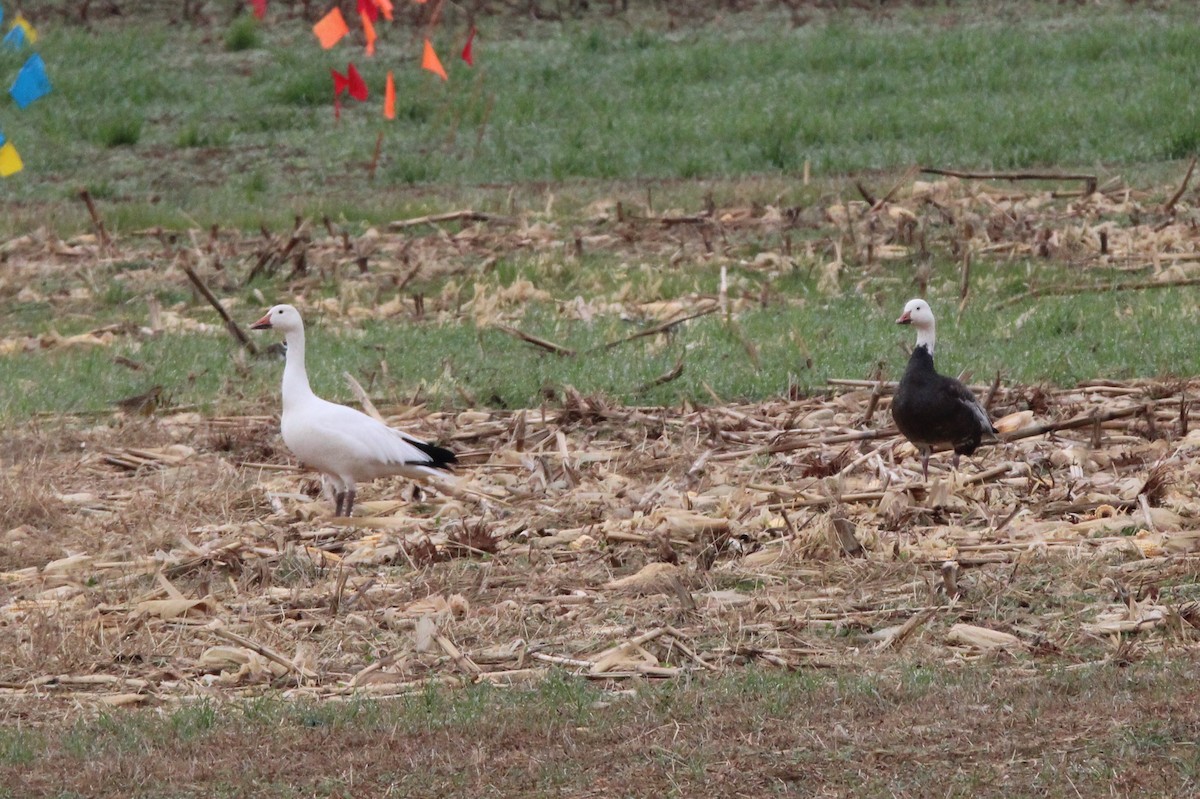 ハクガン - ML646352850