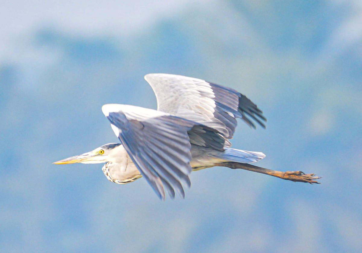 Gray Heron - ML646352851