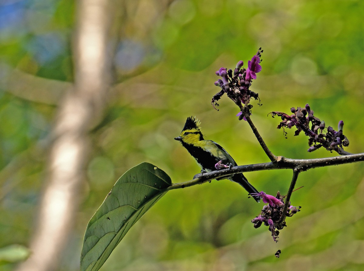 Yellow-cheeked Tit - ML646352853