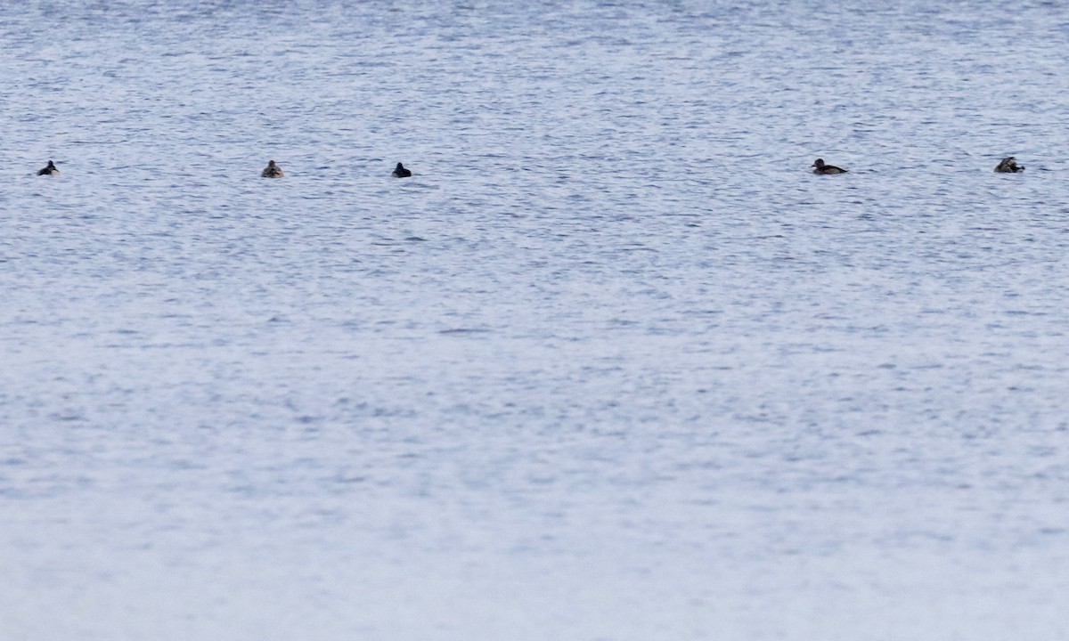 Чернь канадська - ML646352856