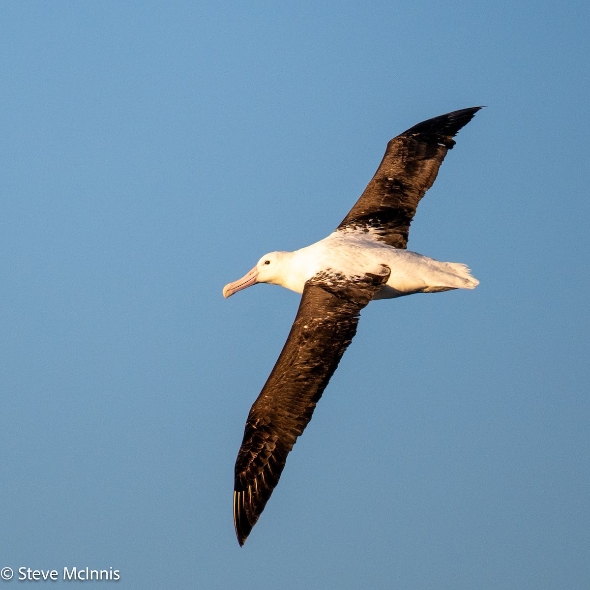 Iparraldeko albatros handia - ML646352858