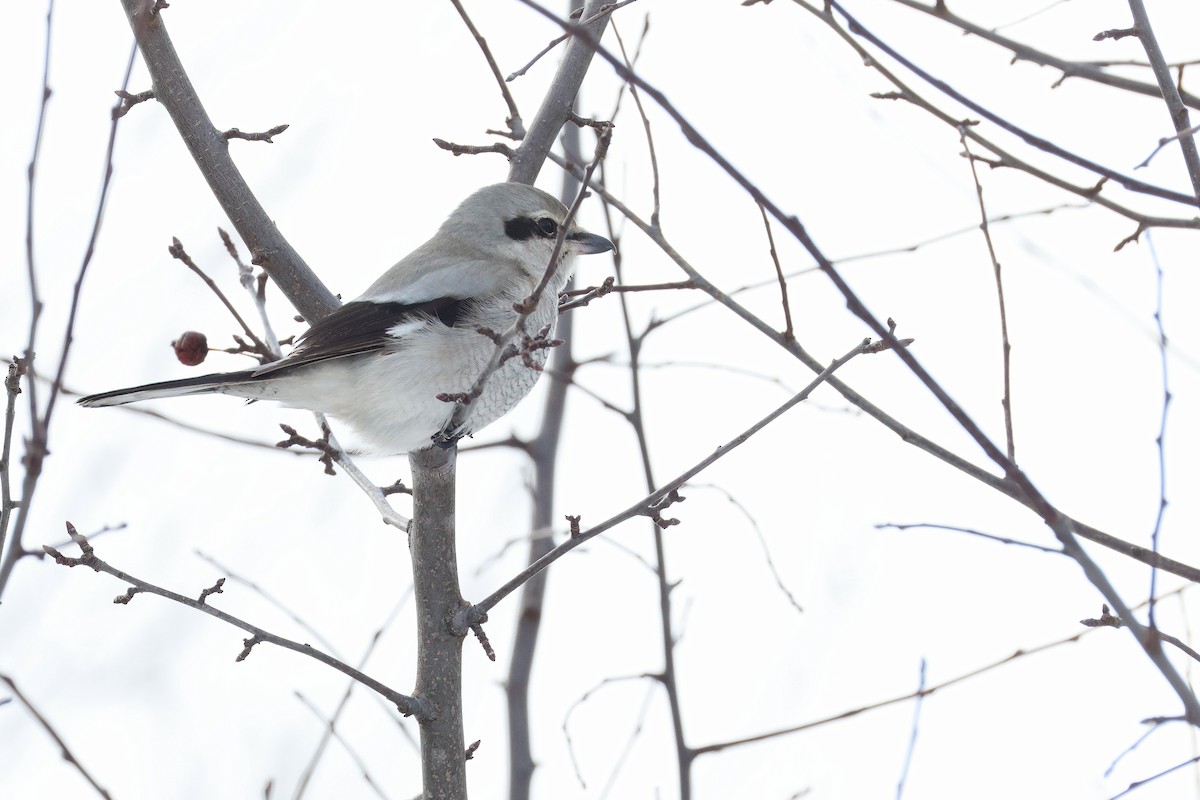 Northern Shrike - ML646352859