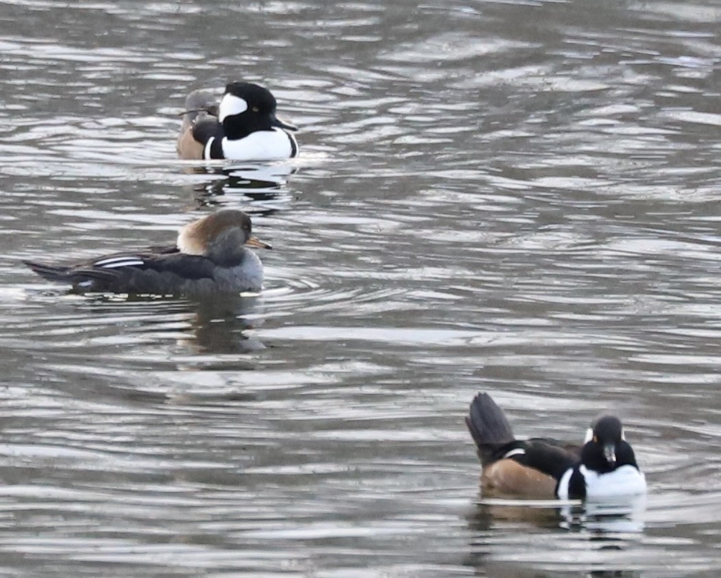 Hooded Merganser - ML646352863