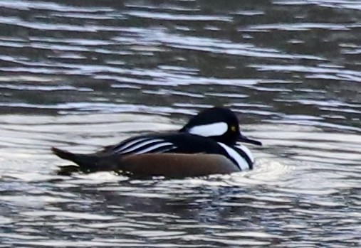 Hooded Merganser - ML646352864