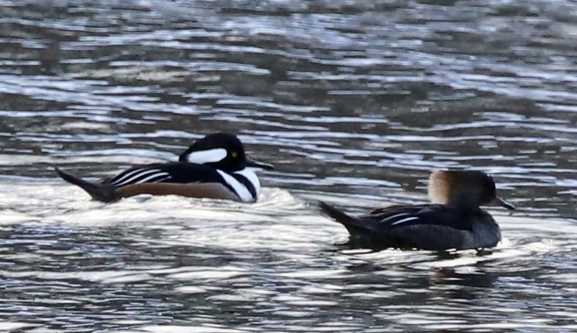 Hooded Merganser - ML646352865