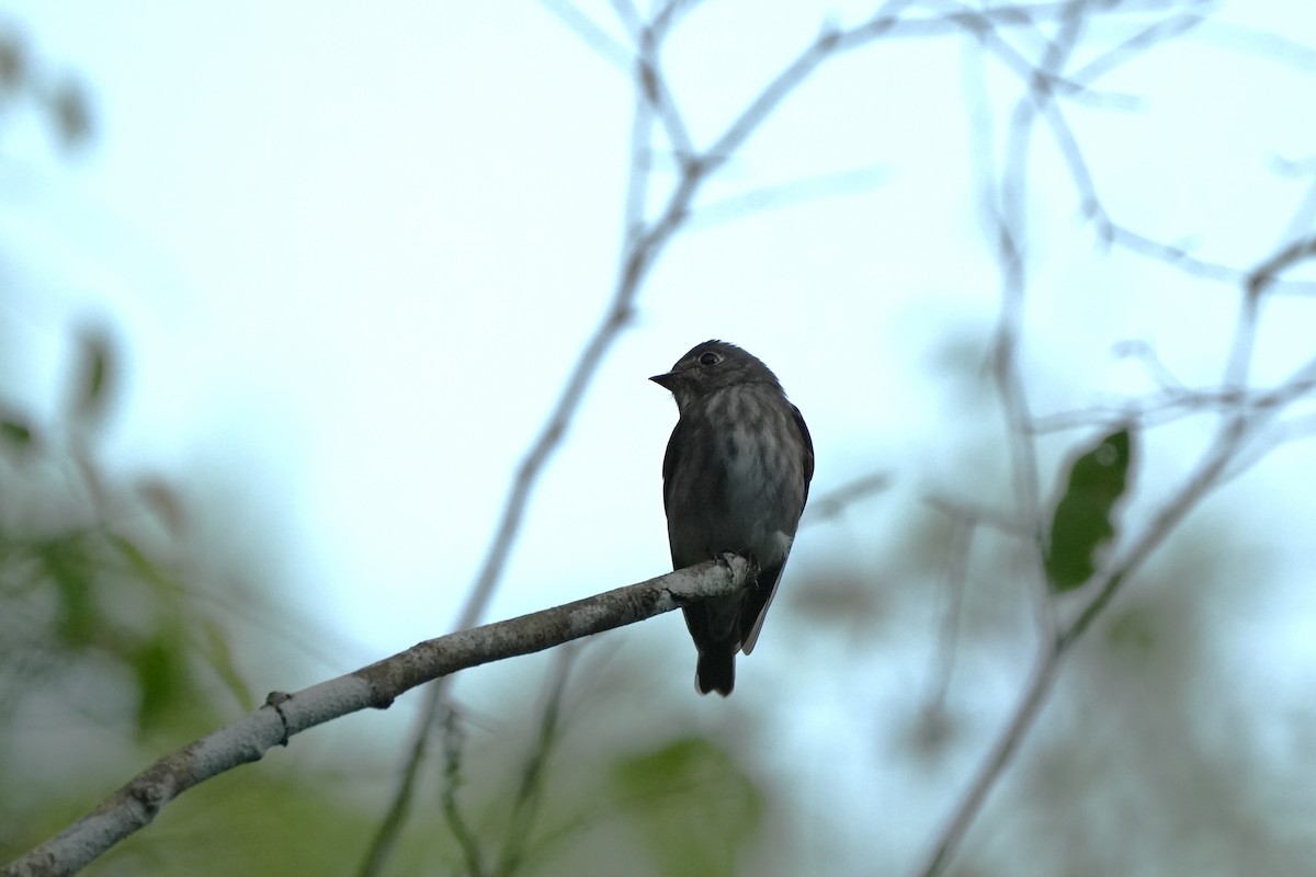 Dark-sided Flycatcher - ML646352866