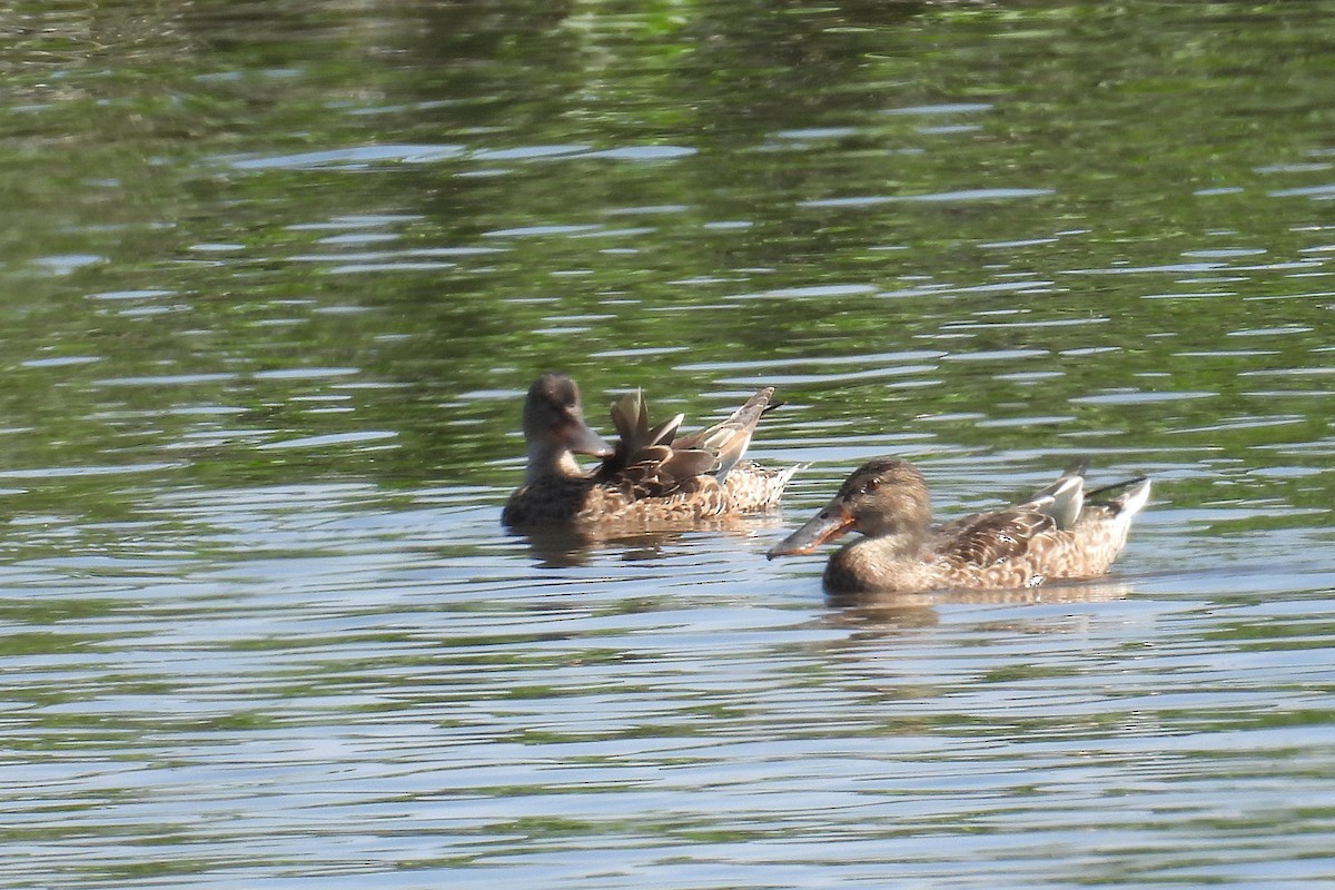 Northern Shoveler - ML646352867