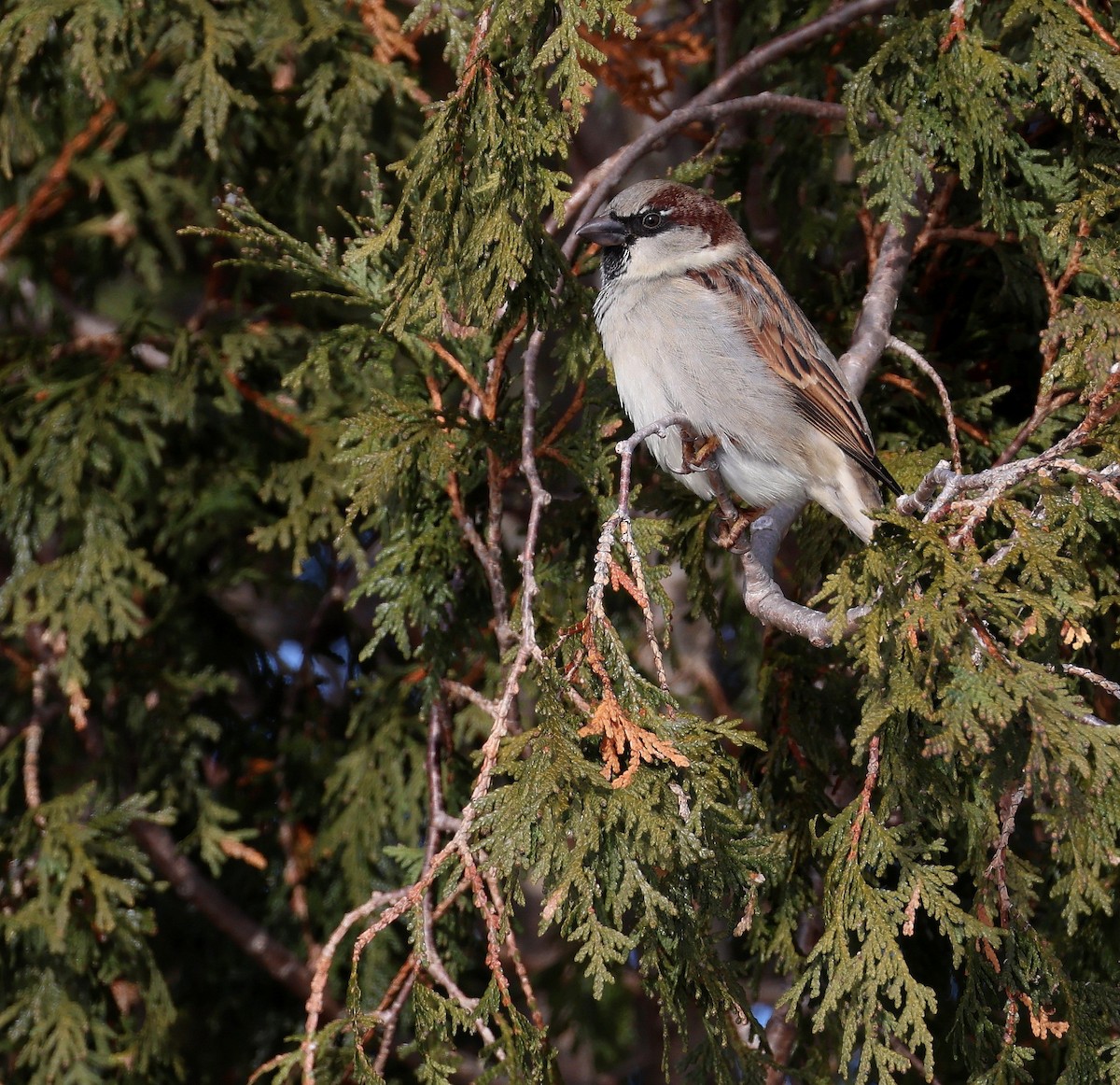House Sparrow - ML646352868