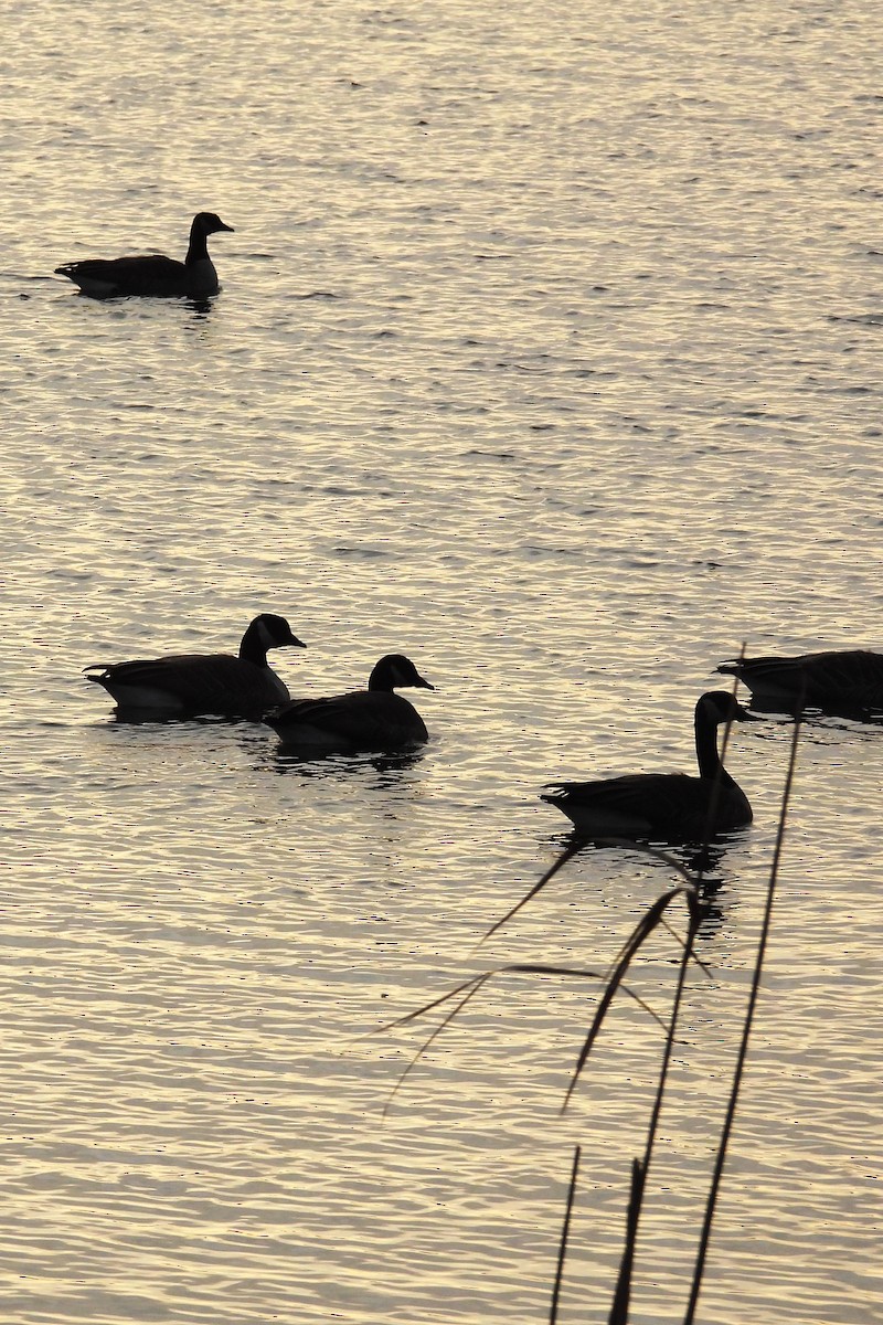 Kanadagans - ML646352874