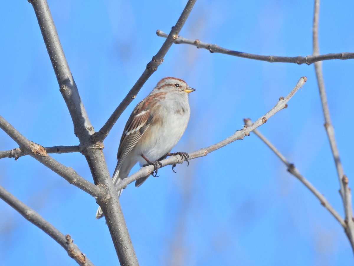 American Tree Sparrow - ML646352877