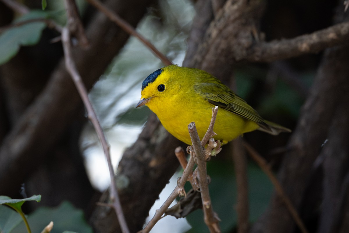 Wilson's Warbler - ML646352878