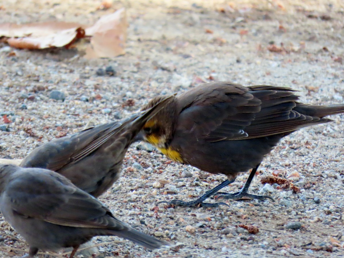Yellow-headed Blackbird - ML646352880