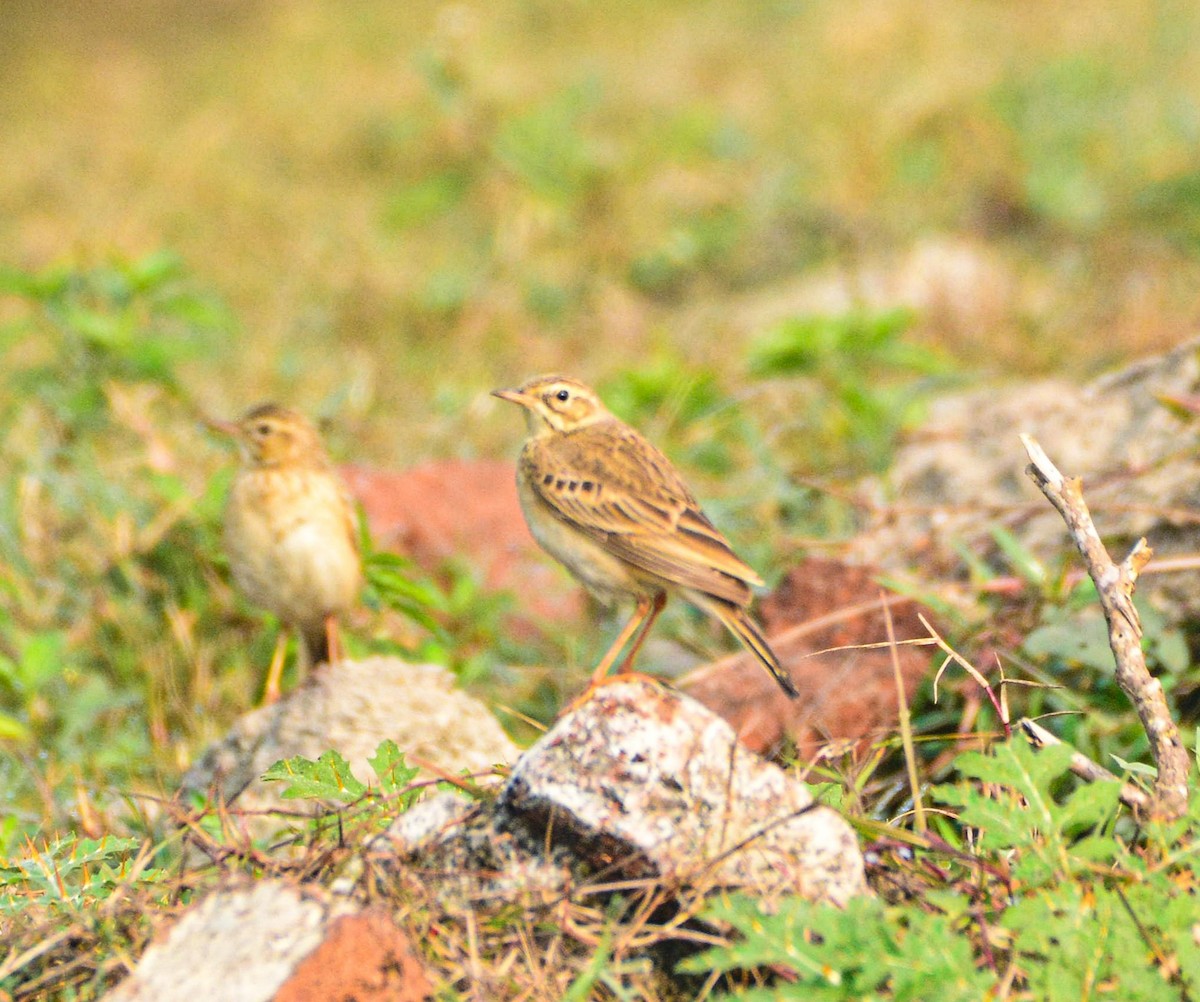 Paddyfield Pipit - ML646352881
