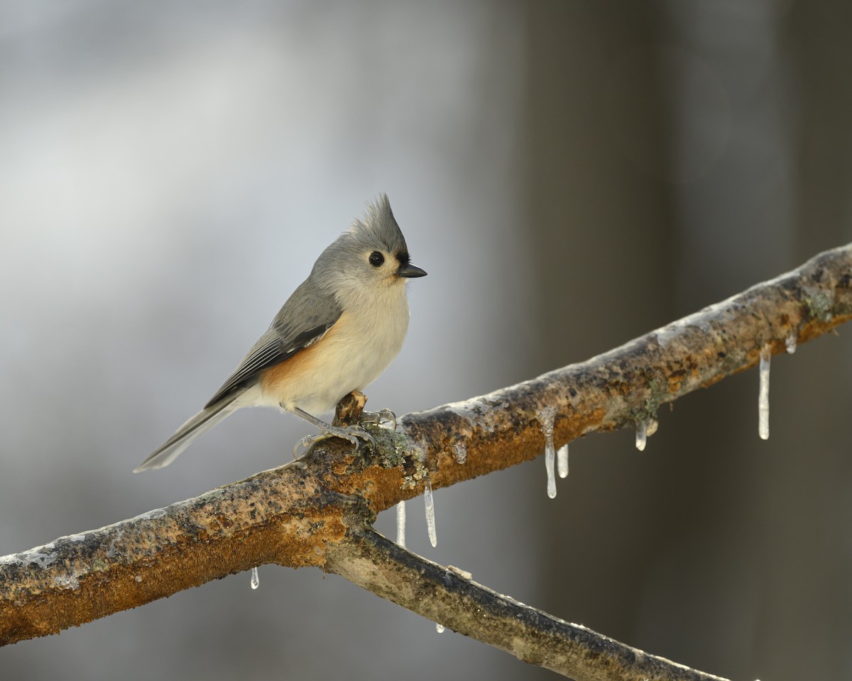 Tufted Titmouse - ML646352883