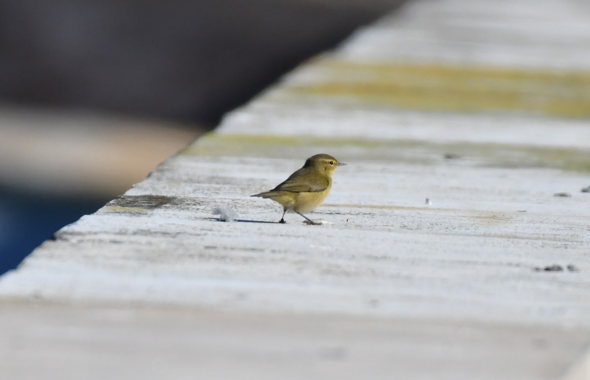 Common Chiffchaff - ML646352886