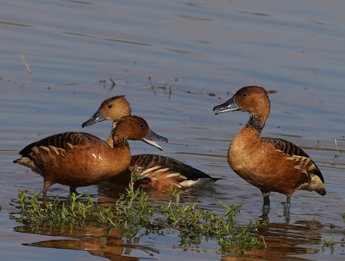 Fulvous Whistling-Duck - ML646352887