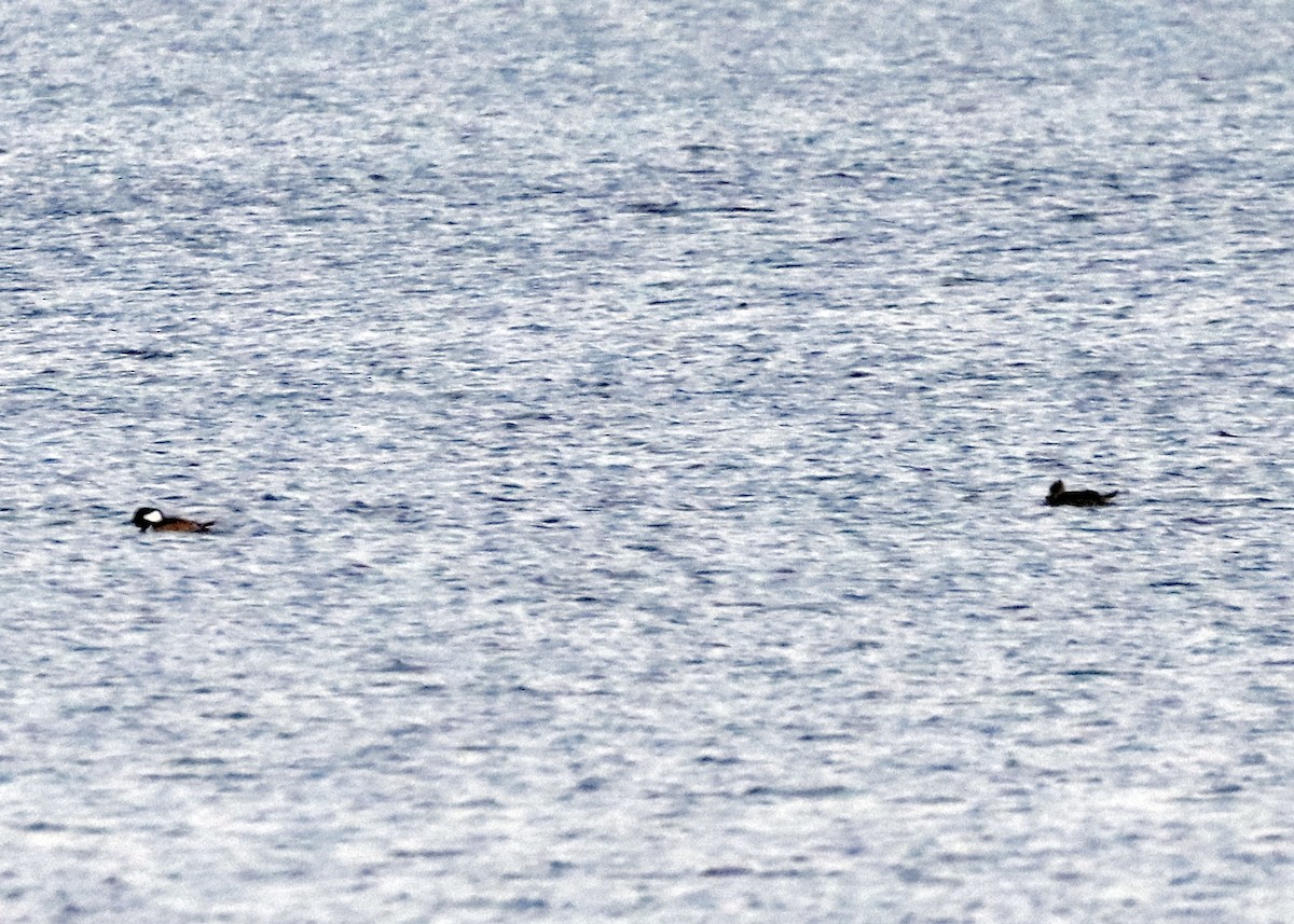 Крех жовтоокий - ML646352888