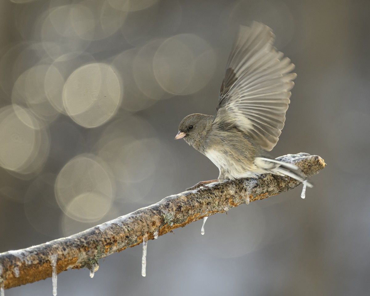 Dark-eyed Junco - ML646352890
