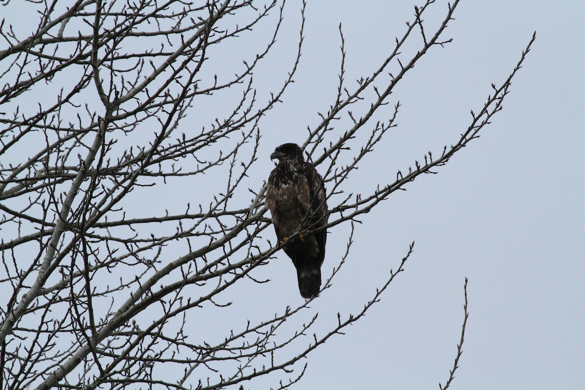 Bald Eagle - ML646352893
