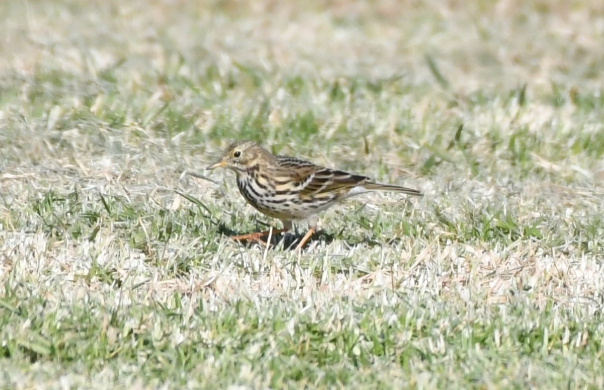 Meadow Pipit - ML646352895