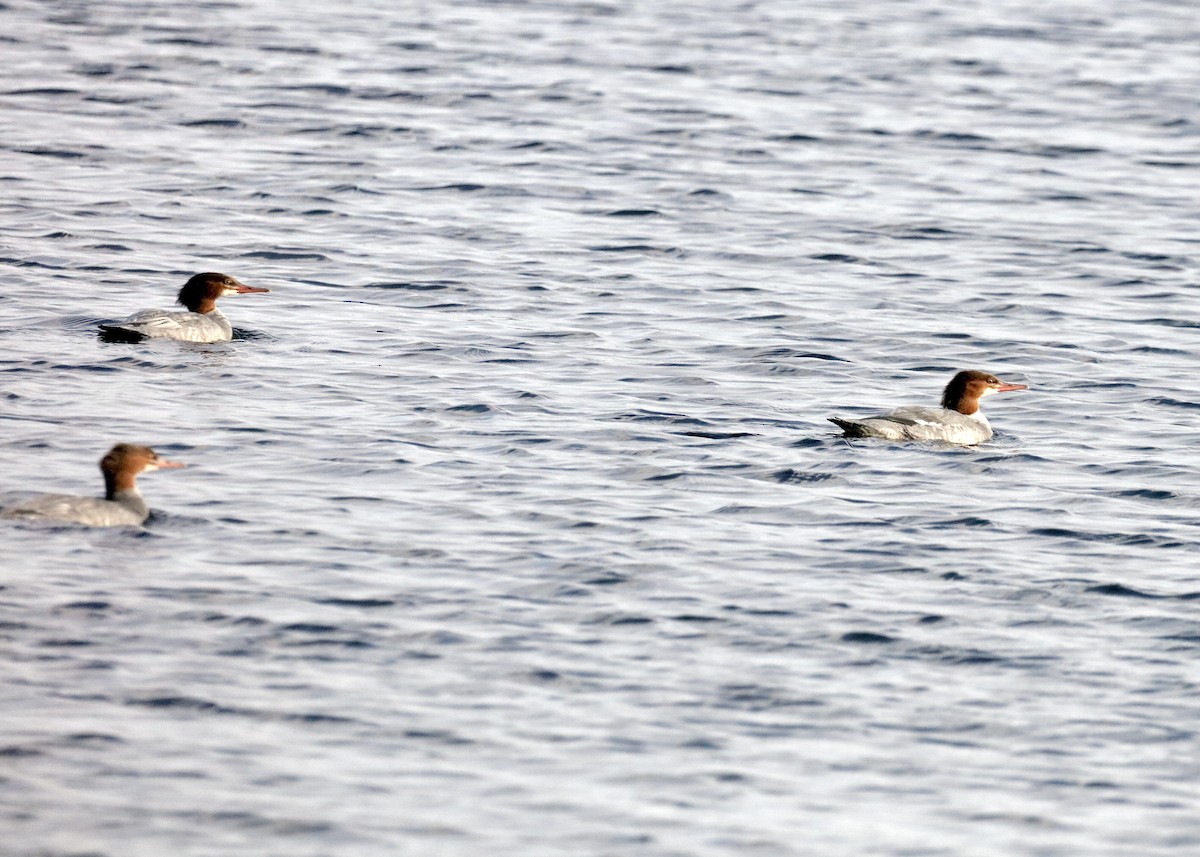 Крех великий (підвид americanus) - ML646352896