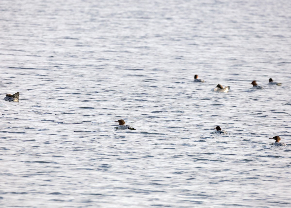 Крех великий (підвид americanus) - ML646352897